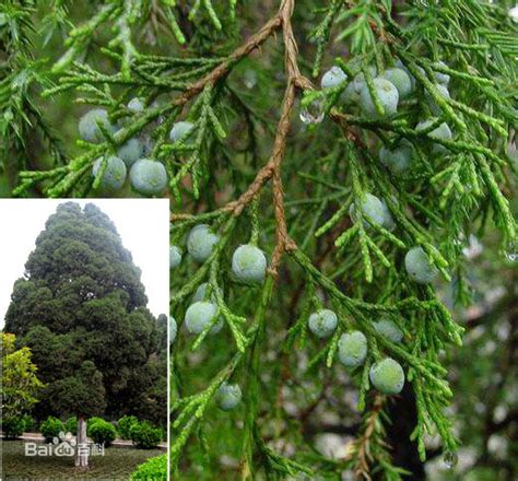 圓柏種類|圓柏(植物):形態特徵,生長習性,分布範圍,栽培技術,選種…